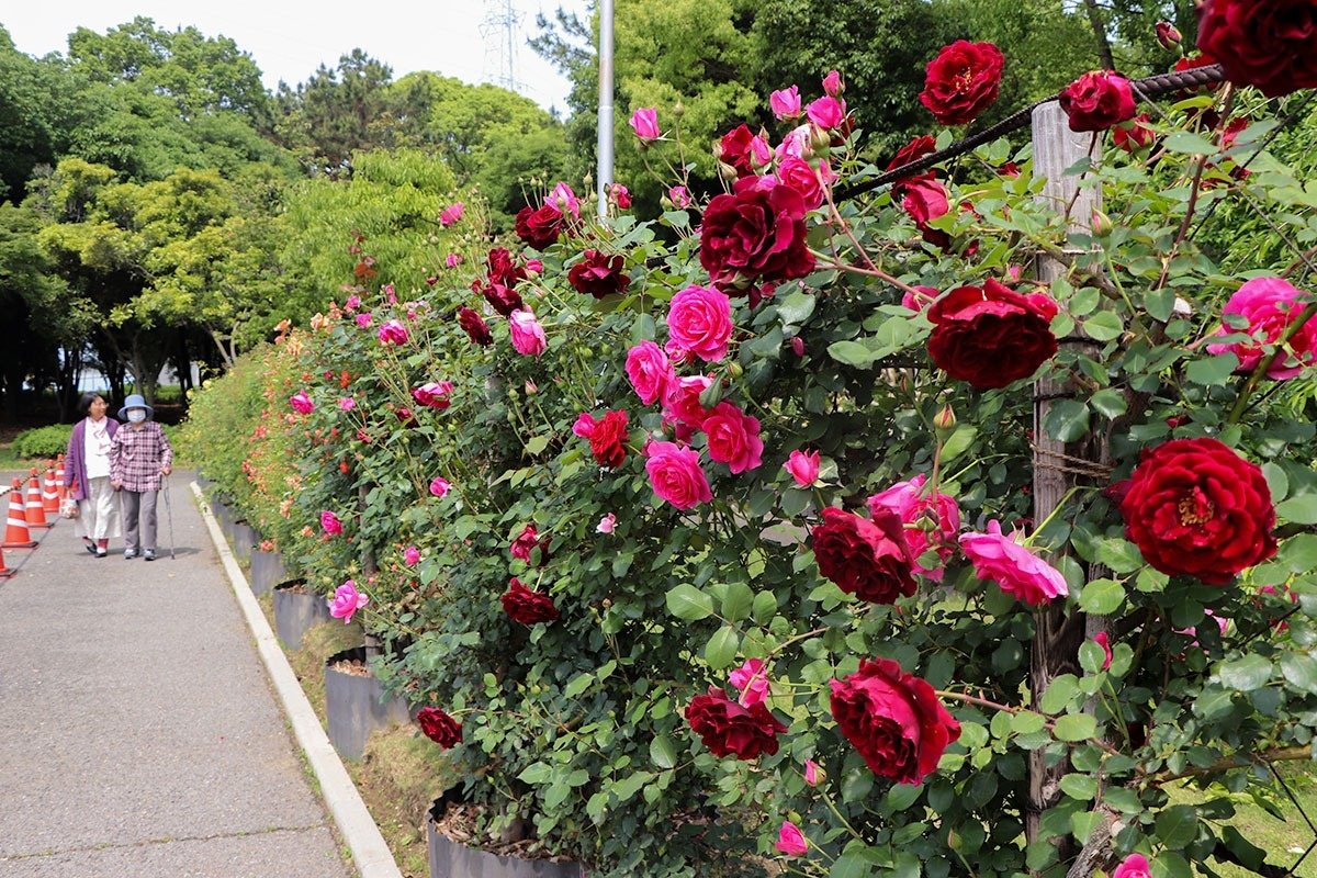 🌸 반노스 공원(반노스 코엔) 이미지 1